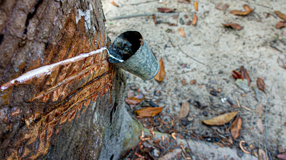 Close-up of latex extraction from a rubber tree using a metal cup in Brazilian forest.